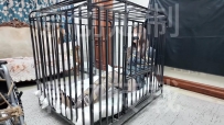 枫叶工作室-神秘诊所之误入现场的女助理