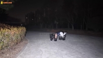 长颜草公园里的人形犬